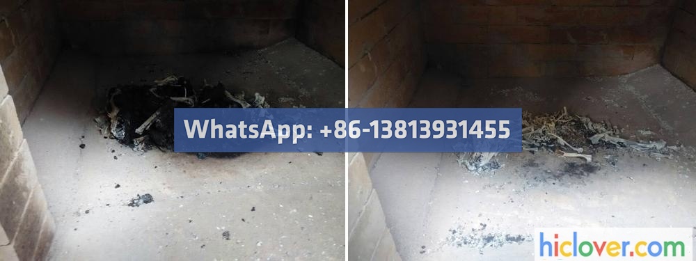 pet cremation in incinerator chamber